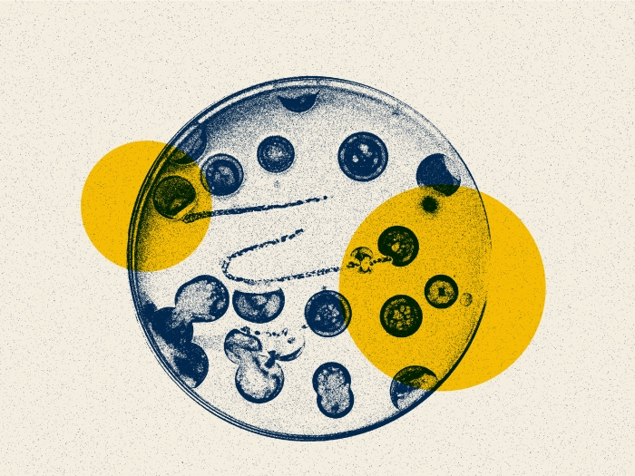 sketched out bacteria in a dish yellow and blue colors of U-M